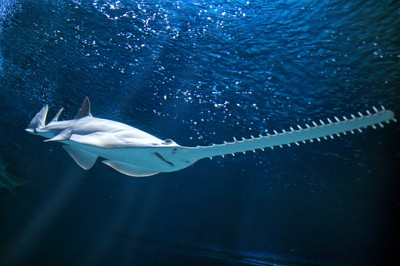 aquarium-1.jpg